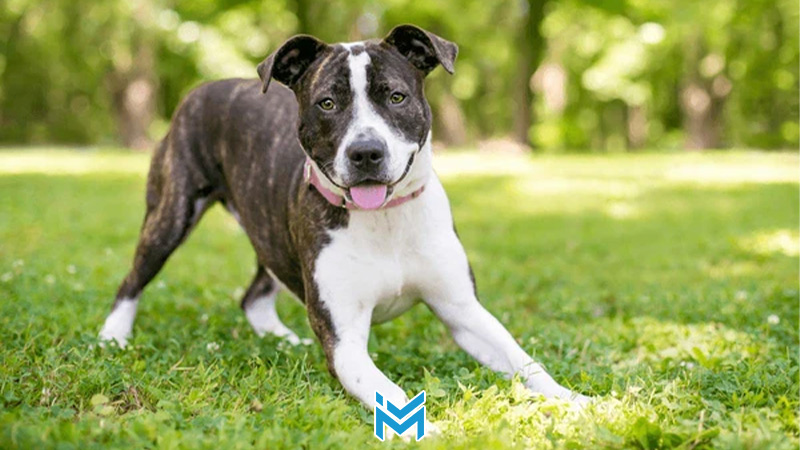 زبان بدن سگ‌ها کلید فهم احساسات و نیازهای آن‌ها