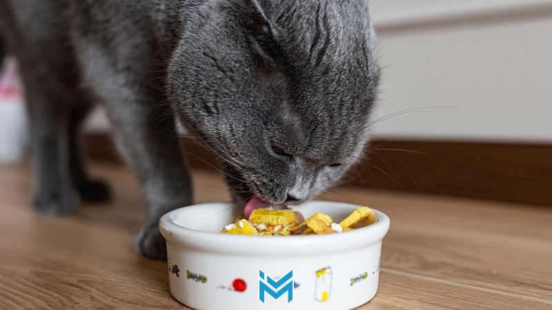 راهنمای انتخاب غذای مناسب برای گربه های خانگی